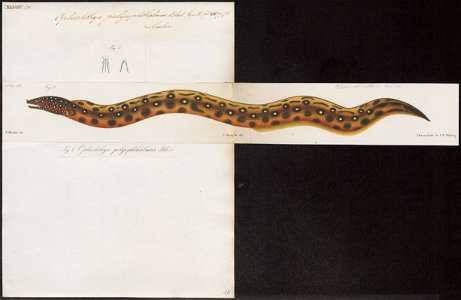 Ophichthys polyophthalmus - 1864 - Print - Iconographia Zoologica - Special Collections University of Amsterdam - UBA01 IZ15200077