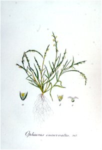 Ophiurus incurvatus — Flora Batava — Volume v7