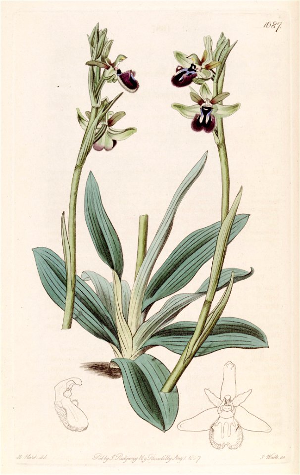 Ophrys sphegodes subsp. atrata (as Ophrys atrata) - Bot. Reg. 13 pl. 1087 (1827)