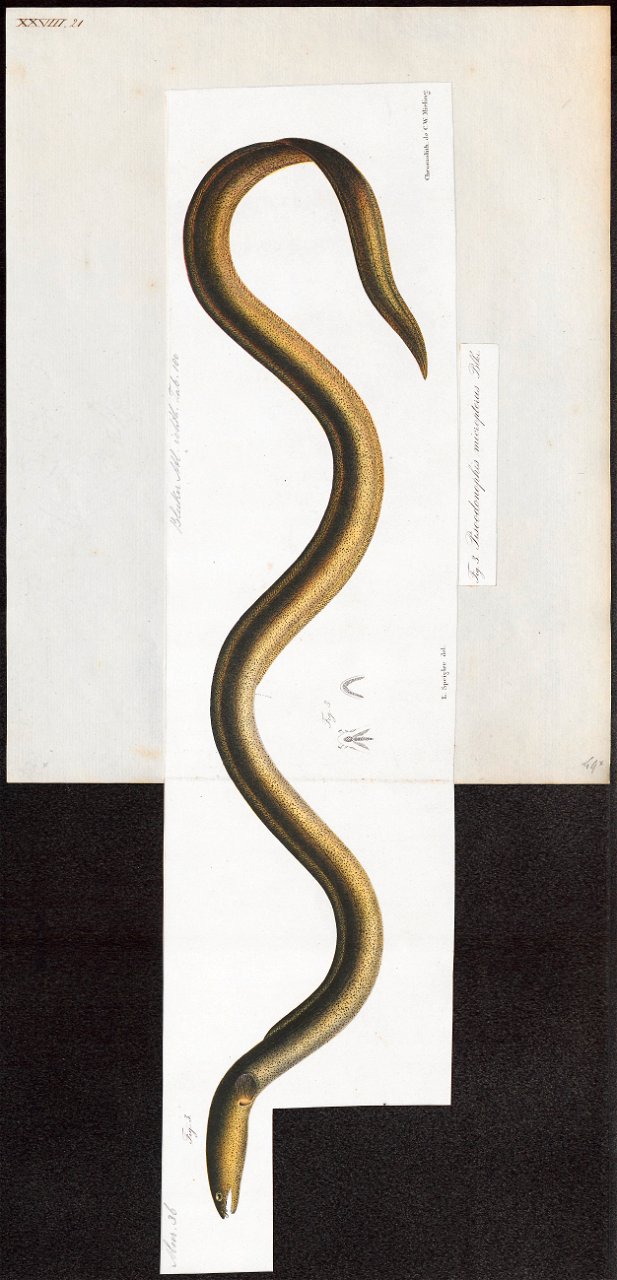 Ophichthys micropterus - 1864 - Print - Iconographia Zoologica - Special Collections University of Amsterdam - UBA01 IZ15200101