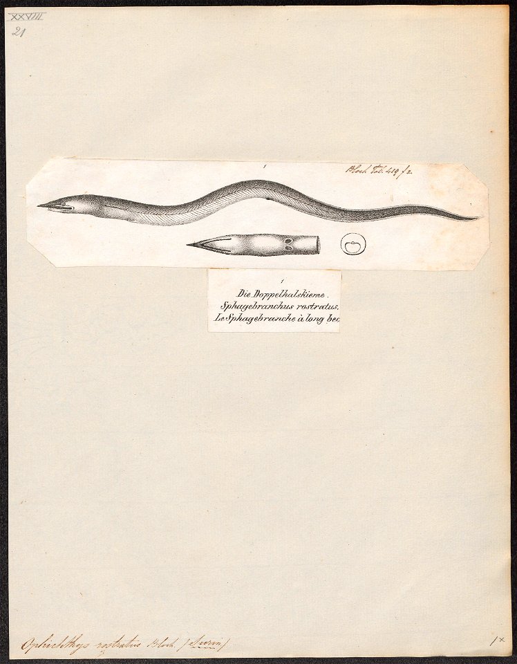 Ophichthys rostratus - 1809-1845 - Print - Iconographia Zoologica - Special Collections University of Amsterdam - UBA01 IZ15200135