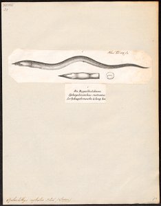 Ophichthys rostratus - 1809-1845 - Print - Iconographia Zoologica - Special Collections University of Amsterdam - UBA01 IZ15200135
