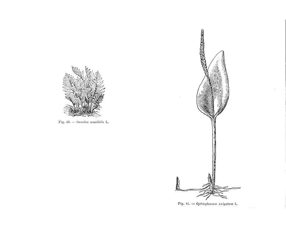 Onoclea sensibilis (dessin)