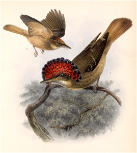 Onychorhynchus mexicanus 1902. Free illustration for personal and commercial use.