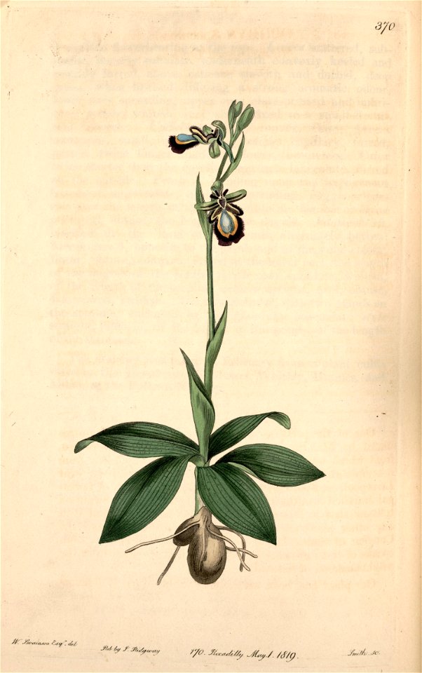 Ophrys speculum - Bot. Reg. 5 pl.370 (1819)