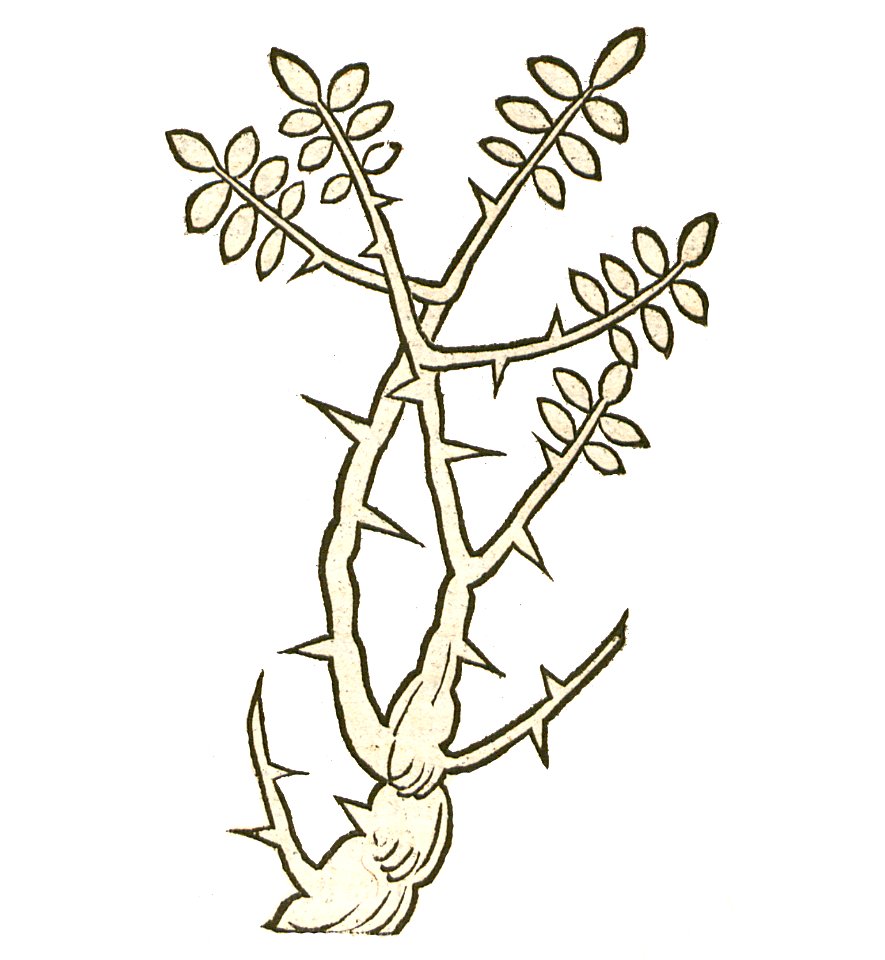 Onomia Hortus 1491