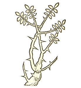 Onomia Hortus 1491
