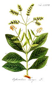 Ophiorrhiza mungos Ypey77