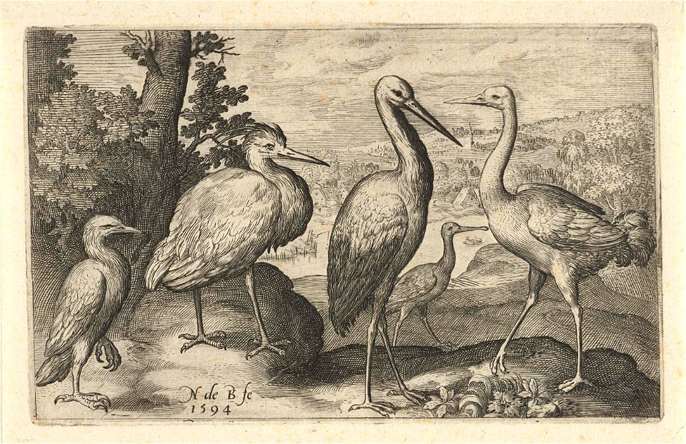 Ooievaar, kraanvogel, reiger en lepelaar