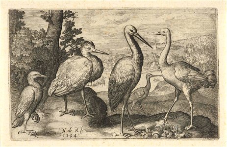 Ooievaar, kraanvogel, reiger en lepelaar