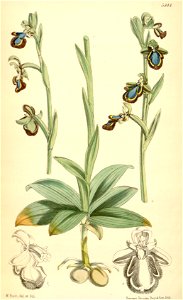 Ophrys speculum - Curtis' 96 (Ser. 3 no. 26) pl. 5844 (1870)