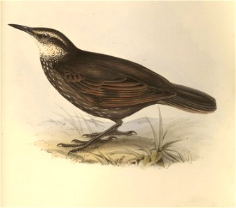 Opetiorhynchus lanceolatus