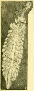 Opabinia regalis - Walcott Cambrian Geology and Paleontology II plate 28 
