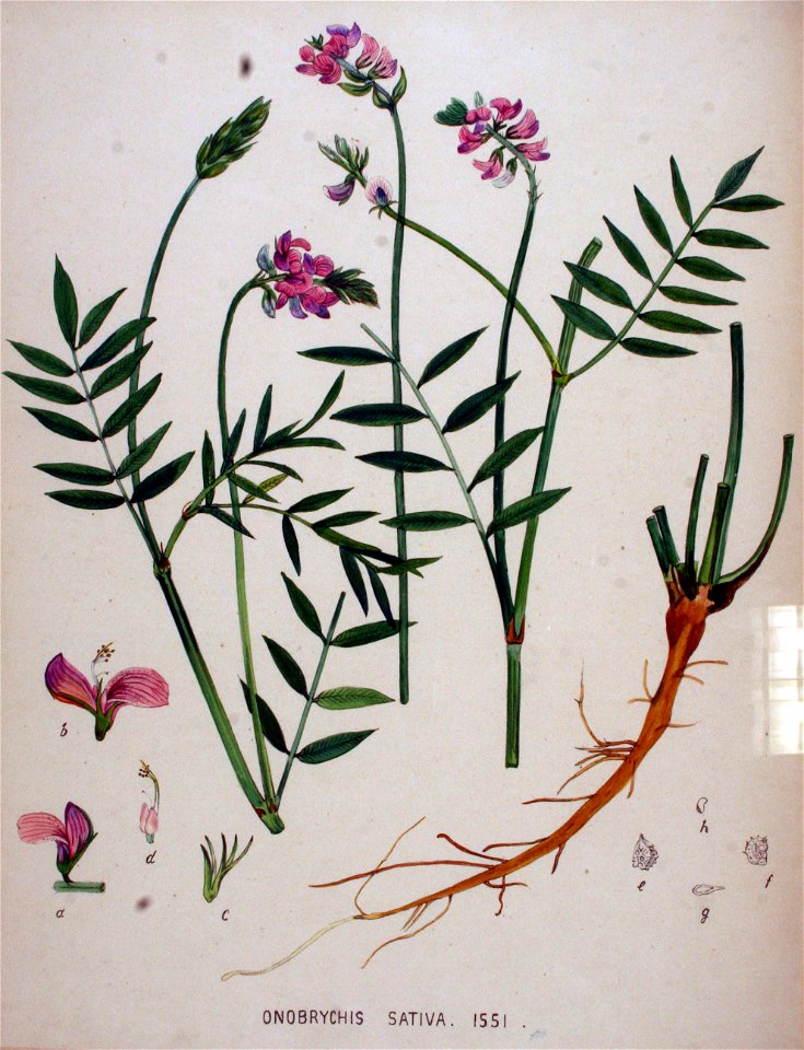 Onobrychis sativa — Flora Batava — Volume v20