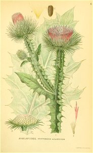 Onopordum acanthium ssp acanthinum