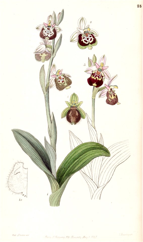Ophrys fuciflora or Ophrys holoserica - Edwards vol 33 (NS 10) pl 25 (1847)