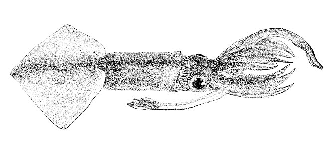 Onychoteuthis banksii2