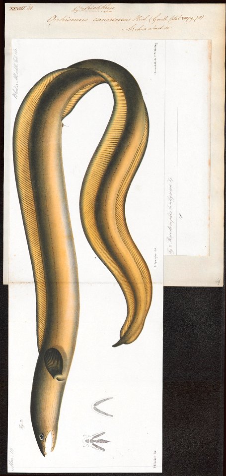 Ophichthys cancrivorus - 1864 - Print - Iconographia Zoologica - Special Collections University of Amsterdam - UBA01 IZ15200093