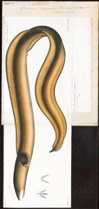 Ophichthys cancrivorus - 1864 - Print - Iconographia Zoologica - Special Collections University of Amsterdam - UBA01 IZ15200093