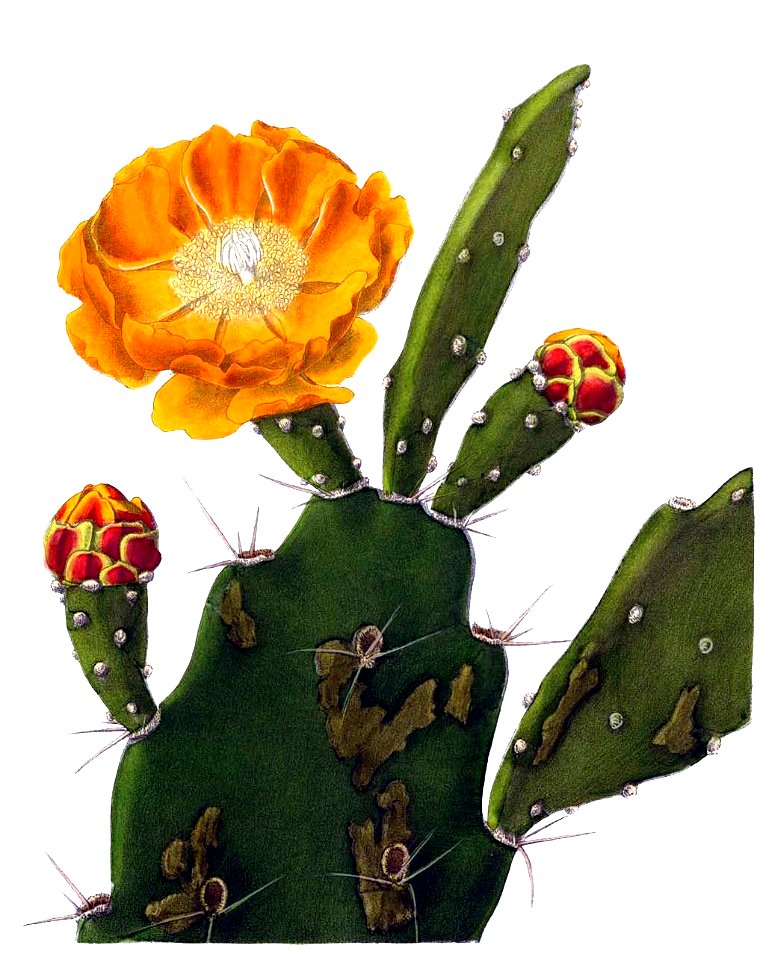 Opuntia delaetiana BlKakteenT148