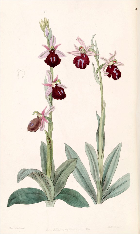 Ophrys ferrum-equinum and Ophrys bombyliflora (as Ophrys tabanifera) - Edwards vol 33 (NS 10) pl 46 (1847)