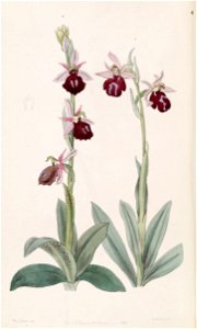 Ophrys ferrum-equinum and Ophrys bombyliflora (as Ophrys tabanifera) - Edwards vol 33 (NS 10) pl 46 (1847)