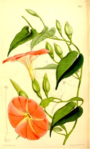 Operculina pteripes (Ipomoea alatipes) Bot. Mag. 88.5330