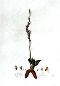 Ophrys spiralis — Flora Batava — Volume v2