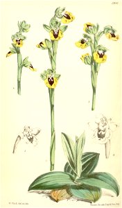 Ophrys lutea - Curtis' 97 (Ser. 3 no. 27) pl. 5941 (1870)