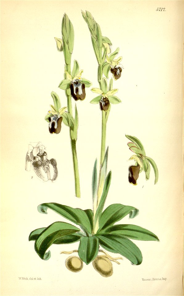 Ophrys insectifera (as Ophrys insectifera var. aranifera) - Curtis' 94 (Ser. 3 no. 24) pl. 5712 (1868)