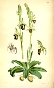 Ophrys insectifera (as Ophrys insectifera var. aranifera) - Curtis' 94 (Ser. 3 no. 24) pl. 5712 (1868)