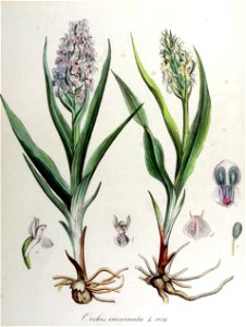 Orchis incarnata — Flora Batava — Volume v14