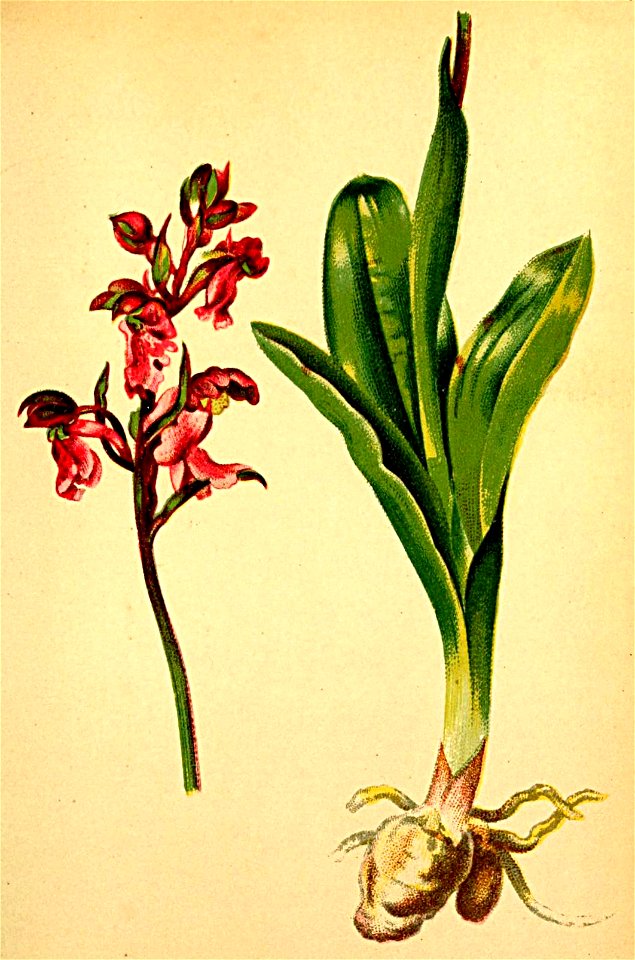 Orchis spitzelii Atlas Alpenflora