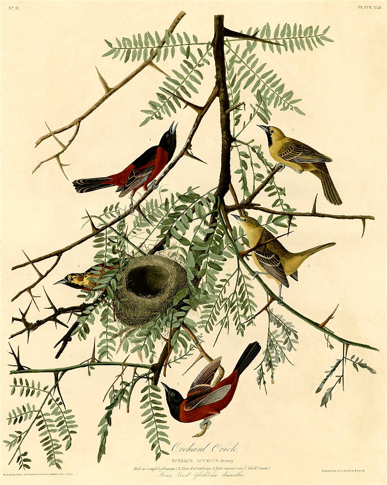 Orchard Oriole (Audubon)