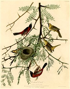 Orchard Oriole (Audubon)