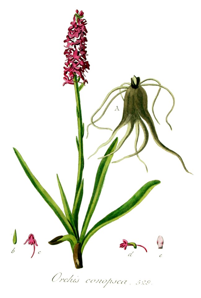Orchis conopsea — Flora Batava — Volume v7