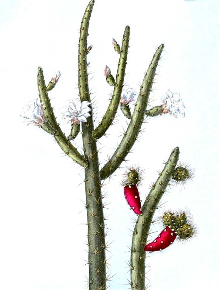 Opuntia salmiana BlKakteenT103