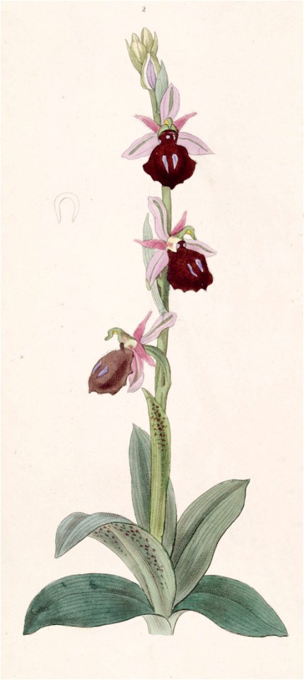 Ophrys ferrum-equinum - Edwards vol 33 (NS 10) pl 46 fig 2 (1847)
