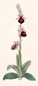 Ophrys ferrum-equinum - Edwards vol 33 (NS 10) pl 46 fig 2 (1847)