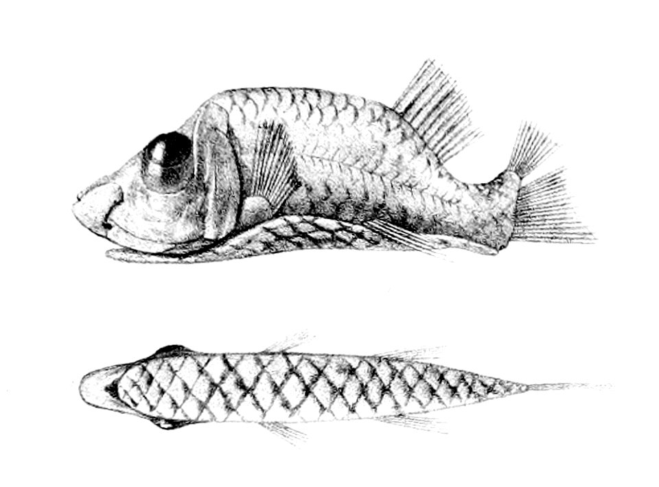 Opisthoproctus soleatus1
