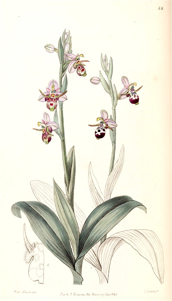 Ophrys scolopax subsp. cornuta (as Ophrys cornuta) - Edwards vol 32 (NS 9) pl 52 (1846)