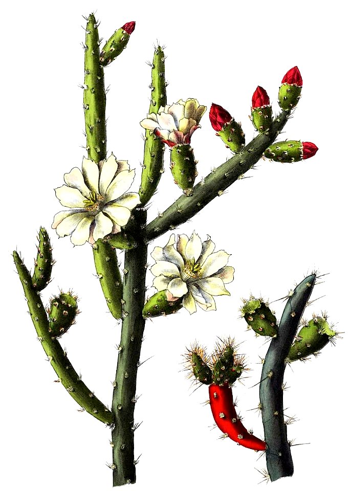 Opuntia salmiana BlKakteenT123
