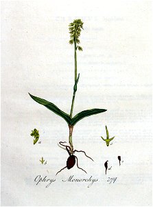 Ophrys monorchys — Flora Batava — Volume v4