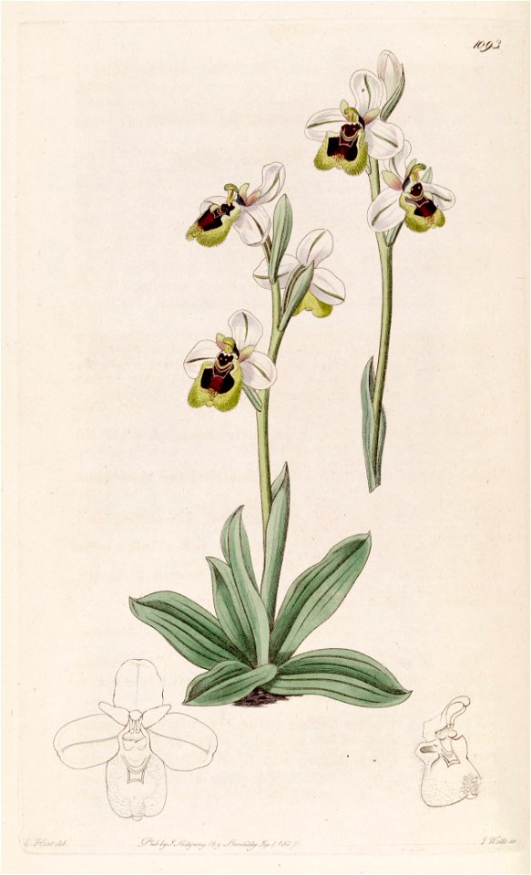 Ophrys tenthredinifera - Bot. Reg. 13 pl. 1093 (1827)