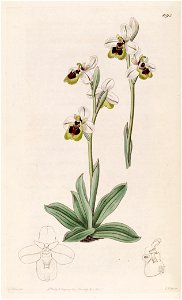 Ophrys tenthredinifera - Bot. Reg. 13 pl. 1093 (1827). Free illustration for personal and commercial use.