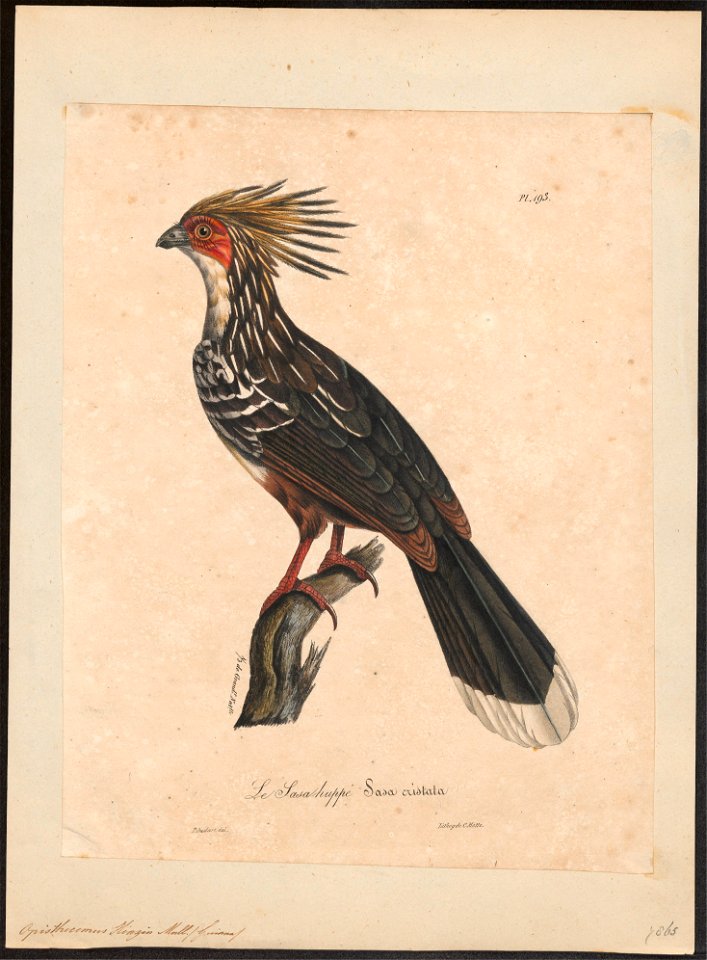 Opisthocomus hoazin - 1825-1834 - Print - Iconographia Zoologica - Special Collections University of Amsterdam - UBA01 IZ19300059