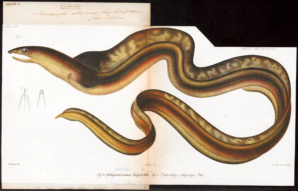 Ophichthys altipinnis - 1864 - Print - Iconographia Zoologica - Special Collections University of Amsterdam - UBA01 IZ15200079