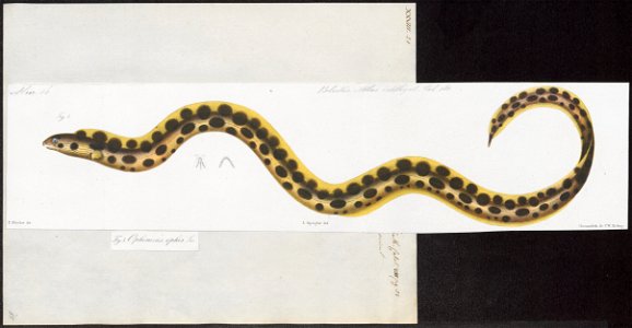 Ophichthys maculosus - 1864 - Print - Iconographia Zoologica - Special Collections University of Amsterdam - UBA01 IZ15200117