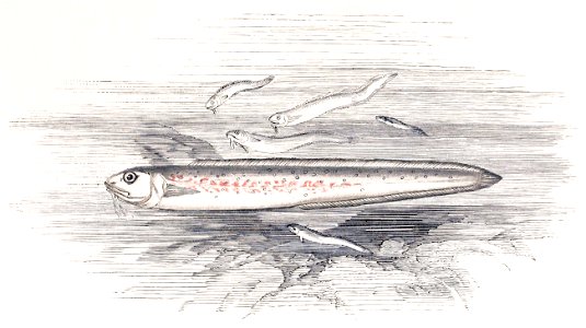 Ophidion barbatum