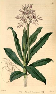 Orchis simia (as Orchis tephrosanthos) - Bot. Reg. 5 pl.375 (1819). Free illustration for personal and commercial use.